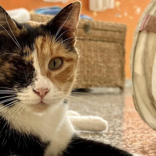 Gatto abbandonato al canile di Padova con 50 euro e un messaggio 