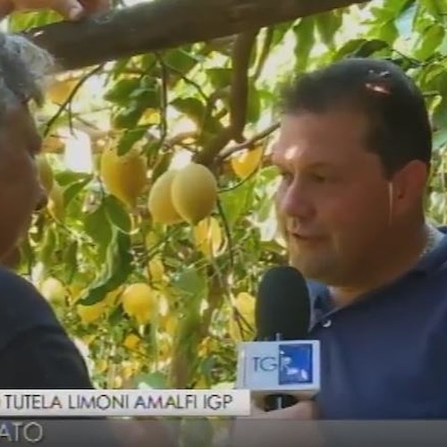 Gelate e siccità hanno dimezzato la produzione di limoni in Costiera Amalfitana [VIDEO]