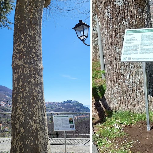 Giornata Mondiale delle Foreste, Agerola "celebra" i propri alberi monumentali con una targa esplicativa