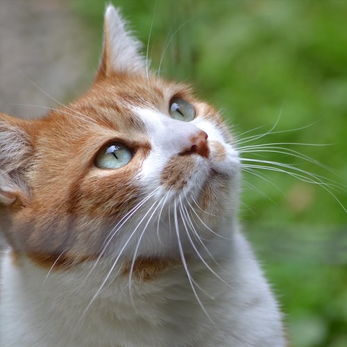 Giornata nazionale del gatto, ecco perché si celebra il 17 febbraio