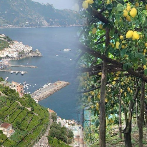 I limoni e i terrazzamenti di Amalfi celebrati come “Patrimonio Agricolo di Importanza Mondiale”