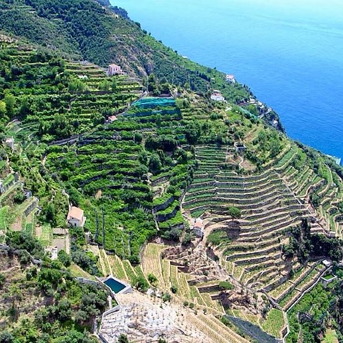 I paesaggi terrazzati: sabato 11 un'escursione sul Sentiero dei Limoni di Maiori e un'assemblea ad Amalfi