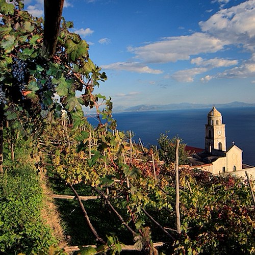 I vini della Costa d'Amalfi e la tutela della loro storica identità