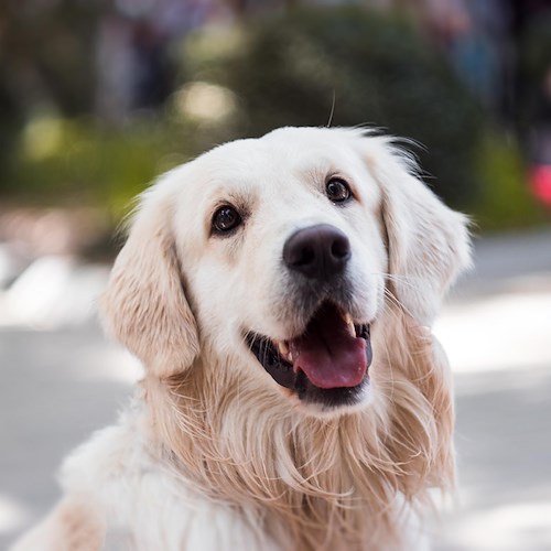 Il 26 agosto è la Giornata Mondiale del Cane: gli effetti positivi sulla salute dell'uomo