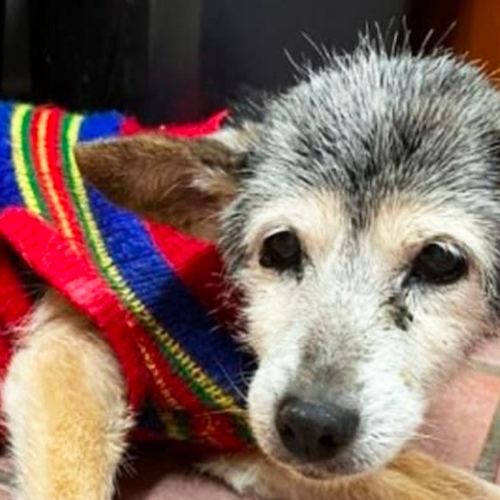 Il cane più anziano del mondo vive in provincia di Napoli<br />&copy; Kodami