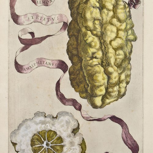 Il limone della Costa d'Amalfi descritto in un trattato seicentesco di Giovanni Battista Ferrari