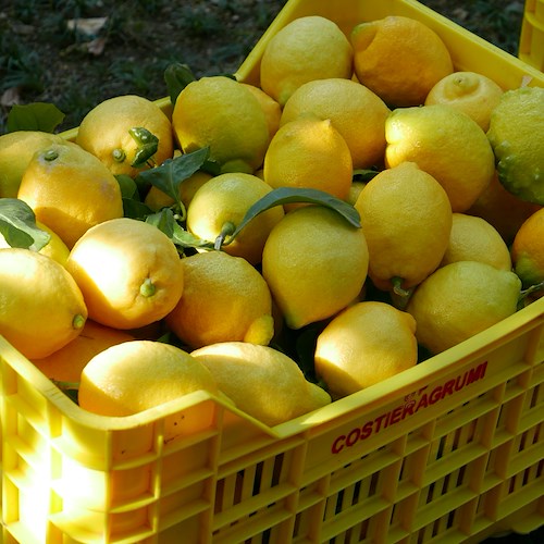 Il limone della Costa d'Amalfi domenica protagonista in tv a "L'ingrediente preferito" di La 7