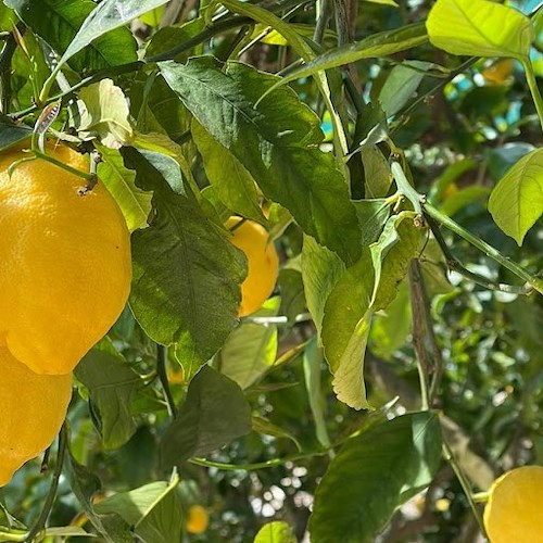 «Il limone, l'oro giallo della costiera amalfitana»: stasera il convegno a Vietri sul Mare