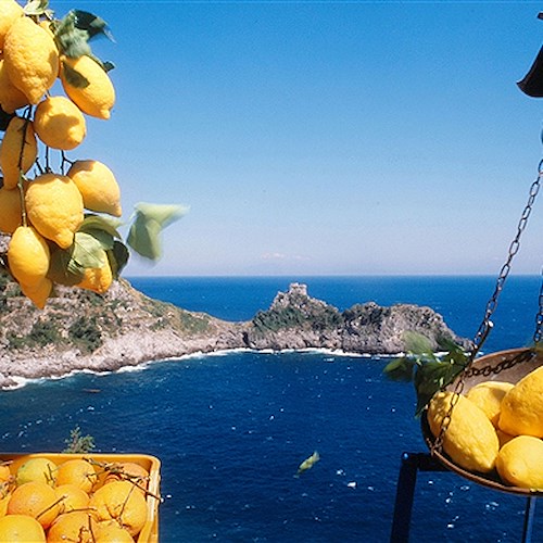 Il limone si riconferma risorsa viva della Costa d’Amalfi