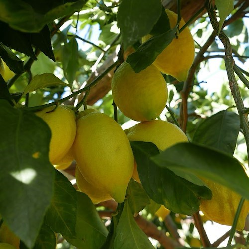 Limoni<br />&copy; Massimiliano D'Uva