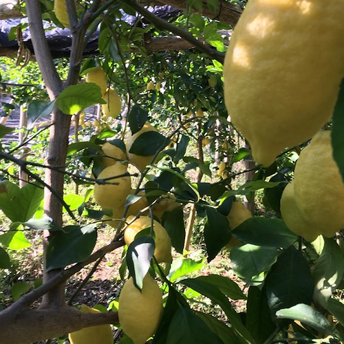"Il rosso e il giallo": il limone della Costa d'Amalfi incontra il radicchio rosso trevigiano