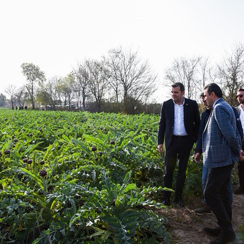 Il sottosegretario al Ministero dell’Agricoltura in visita ai campi di Carciofo IGP di Paestum 