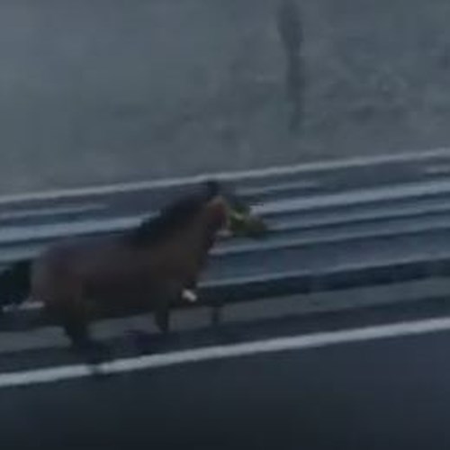Incredibile sulla Napoli-Salerno: cavallo a galoppo in autostrada [VIDEO]