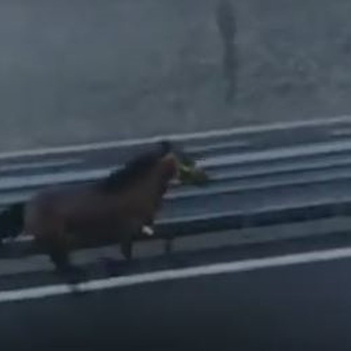 Incredibile sulla Napoli-Salerno: cavallo a galoppo in autostrada [VIDEO]