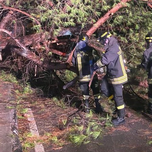 Intervento dei Vigili del Fuoco a Battipaglia per un albero caduto su un'automobile 