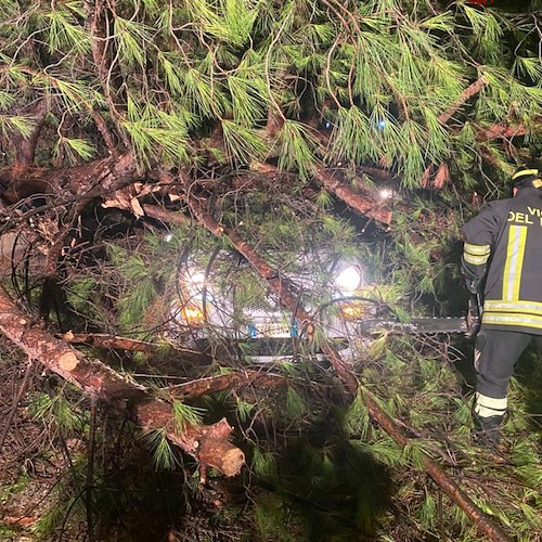 Intervento dei Vigili del Fuoco a Battipaglia per un albero caduto su un'automobile 