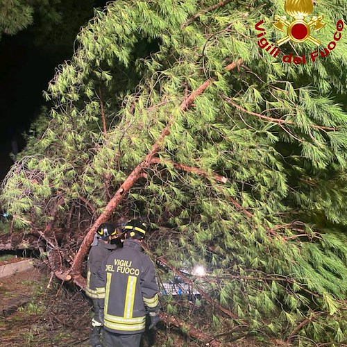 Intervento dei Vigili del Fuoco a Battipaglia per un albero caduto su un'automobile 