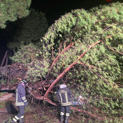 Intervento dei Vigili del Fuoco a Battipaglia per un albero caduto su un'automobile 
