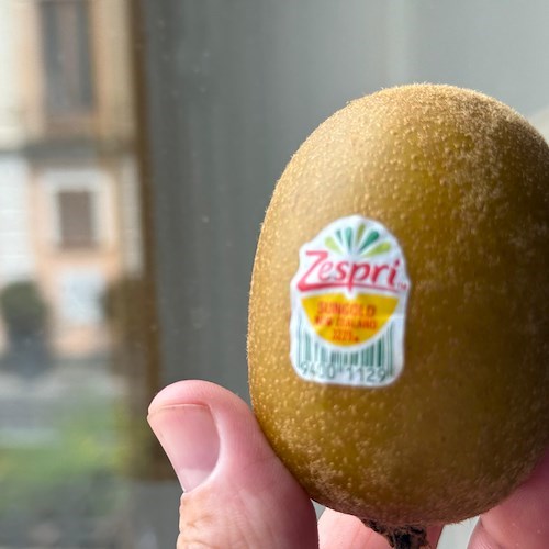 Kiwi neozelandese<br />&copy; Massimiliano D'Uva
