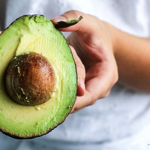 L'avocado: frutto calorico ma dalle proprietà antitumorali 
