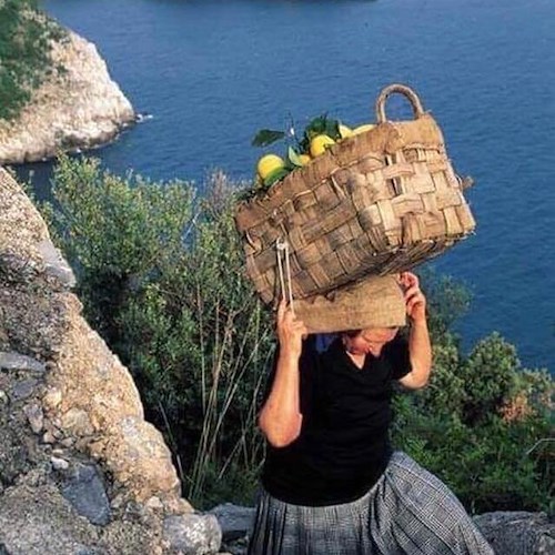 L’economia del limone nel XIX e XX secolo in Costiera Amalfitana