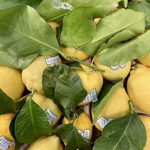 L’OP Costieragrumi porta i profumi e i sapori dei limoni Made in Italy al Cibus di Parma