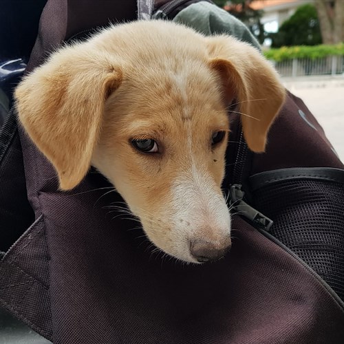 La cagnolina ritrovata sul ciglio della strada a Ravello, ora è in cerca di una famiglia