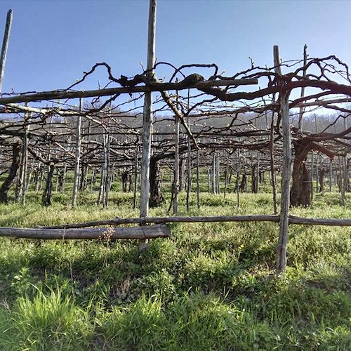 La Cantina Apicella al ‘Vinitaly’ di Verona: nei suoi nettari d'uva la storia della prima azienda vinicola di Tramonti