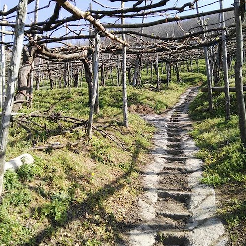 La Cantina Apicella al ‘Vinitaly’ di Verona: nei suoi nettari d'uva la storia della prima azienda vinicola di Tramonti