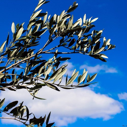 La Domenica delle Palme che apre i riti della Settimana Santa