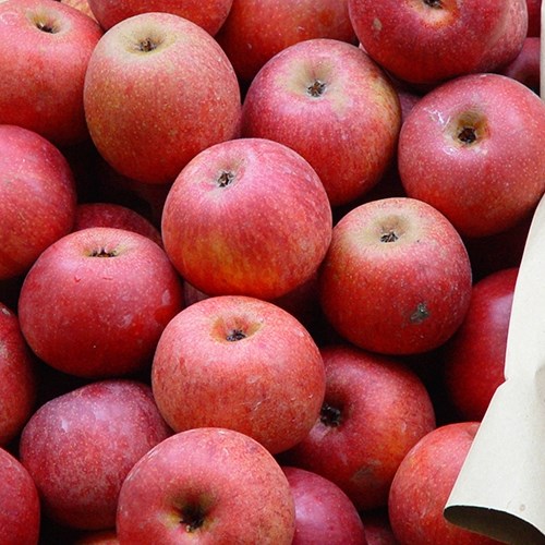 La mela: un toccasana per il nostro organismo