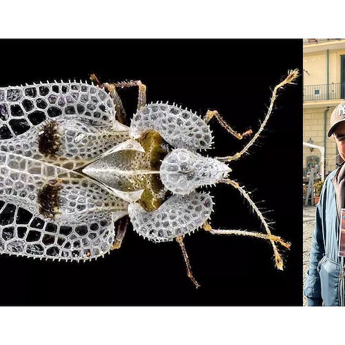 La Tigre dei Platani fotografata da Sergio Aresi arriva su Monaco Nature Encyclopedia