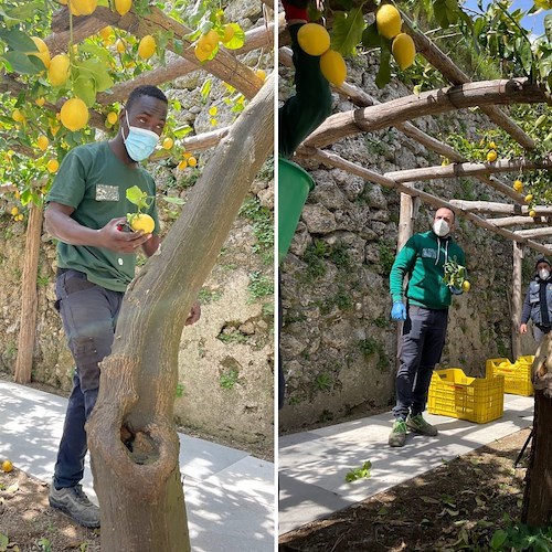 La versatilità del Limone Costa d’Amalfi IGP a L’Ingrediente Perfetto su La7 [FOTO e VIDEO]