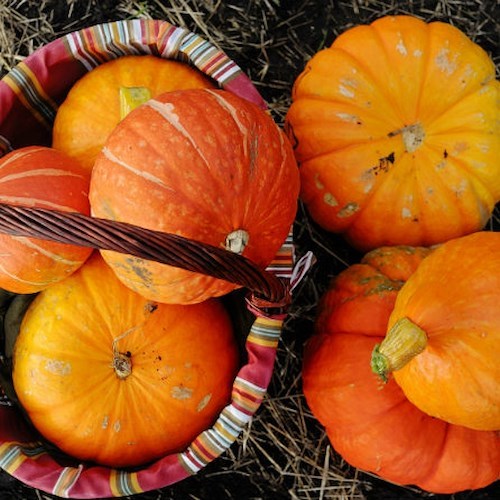 La zucca, ortaggio ipocalorico dalle proprietà antiossidanti e antidiabetiche 