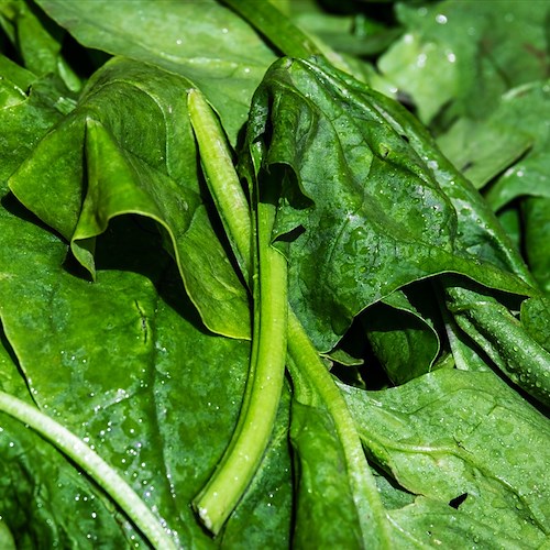 Le proprietà benefiche degli spinaci 