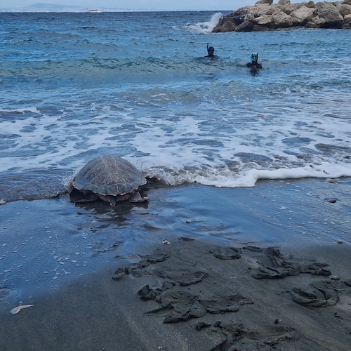 Liberate 3 tartarughe nel mare di Punta Campanella