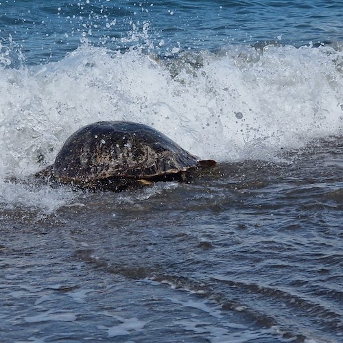 Liberate tre tartarughe nel mare di Punta Campanella: erano state salvate in inverno dai pescatori