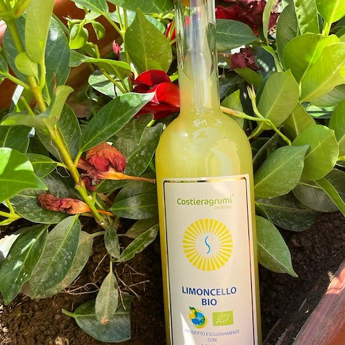 Limoncello Bio: l’ultima novità di Costieragrumi è un ritorno all’arte contadina