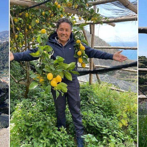 Limone Costa d’Amalfi IGP pronto per la raccolta. Carlo De Riso: «Una splendida annata»!