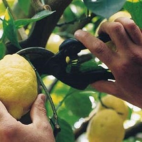 Limone Costa d'Amalfi non ancora maturo, inizio raccolta posticipato al 24 febbraio
