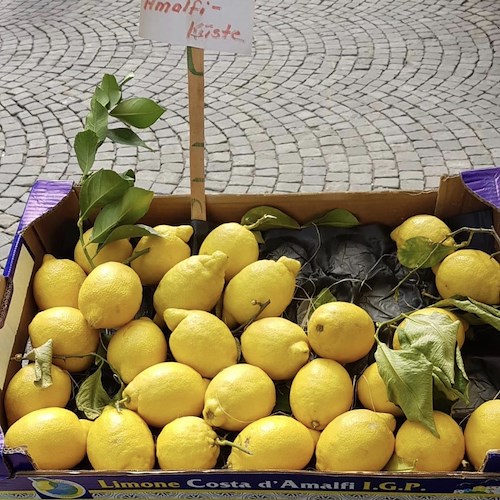 Limone Costa d'Amalfi "svalutato" per i contadini. Ma in Svizzera è venduto a peso d'oro [FOTO] 