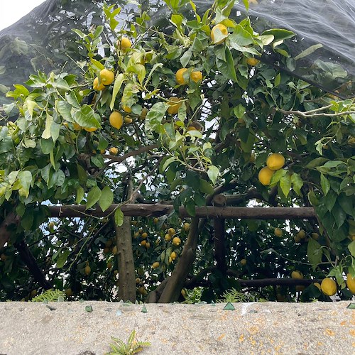 Limone IGP e abbandono terrazzamenti in Costa d’Amalfi, ne parla Angelo Amato su “Decanter”