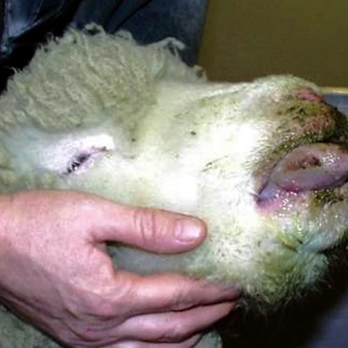 Lingua blu: la febbre degli ovini minaccia allevamenti della Costa d’Amalfi
