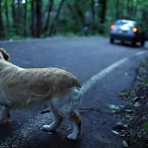 Maiori, al via campagna contro abbandono animali