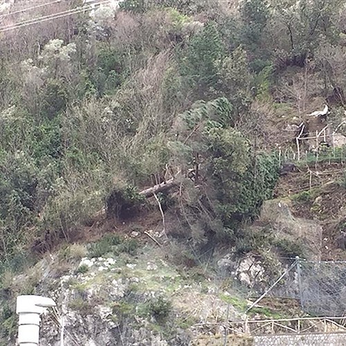 Maiori: albero in bilico, chiusa SP2. Traffico deviato su via Vecchia Chiunzi /FOTO