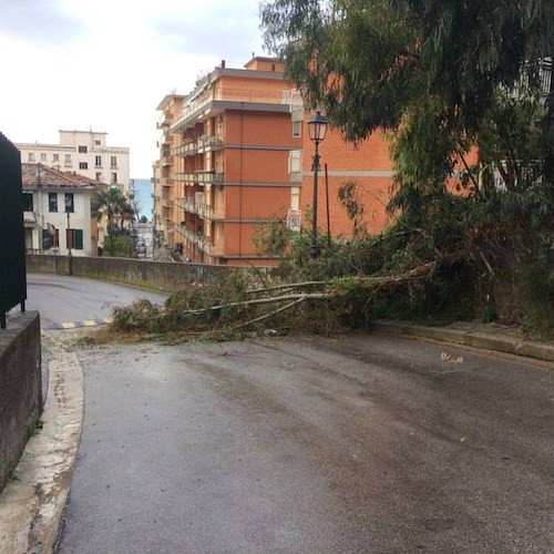 Maiori: albero si abbatte nei pressi delle Scuole Medie, nessun danno [FOTO]