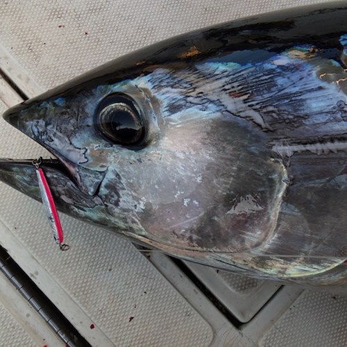 Maiori: pescava tonno rosso illegalmente, sanzionato per 10mila euro 