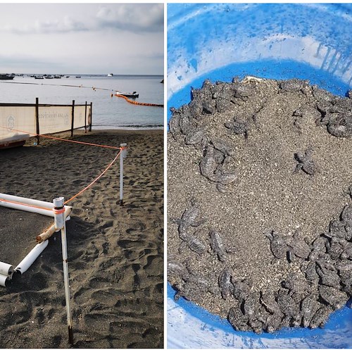 Maiori, spiaggia delimitata per tre giorni: attese altre tartarughine