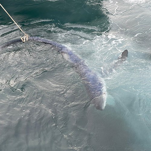 Maiori, squalo arriva a riva stordito. Riportato al largo dai pescatori