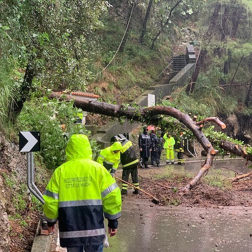 Maltempo in Costa d'Amalfi, a Maiori albero si abbatte sulla Statale all'altezza del cimitero / FOTO 